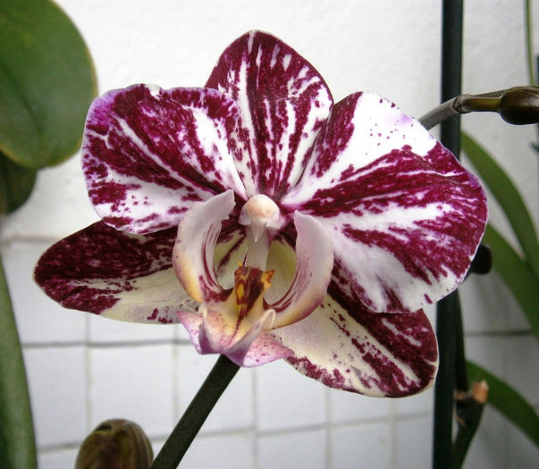 P2160003 - Reinfloriri orhidee 2013