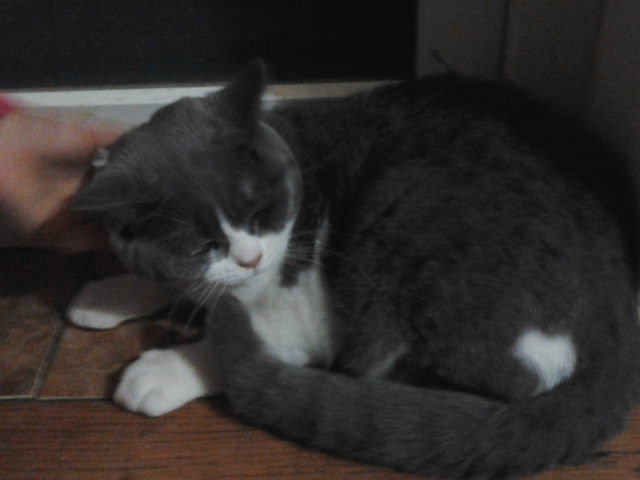 British Shorthair ORY; Ory motan nasc 15.09.2012
