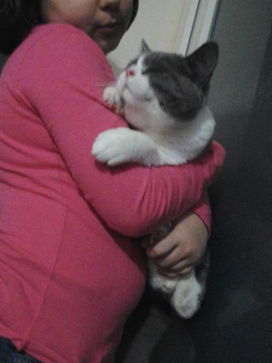 British Shorthair ORY; Ory
