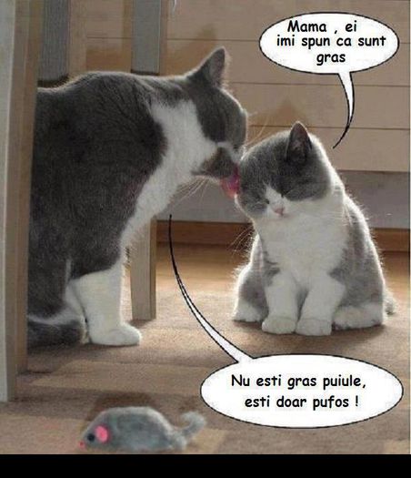 British Shorthair; o discutie serioasa
