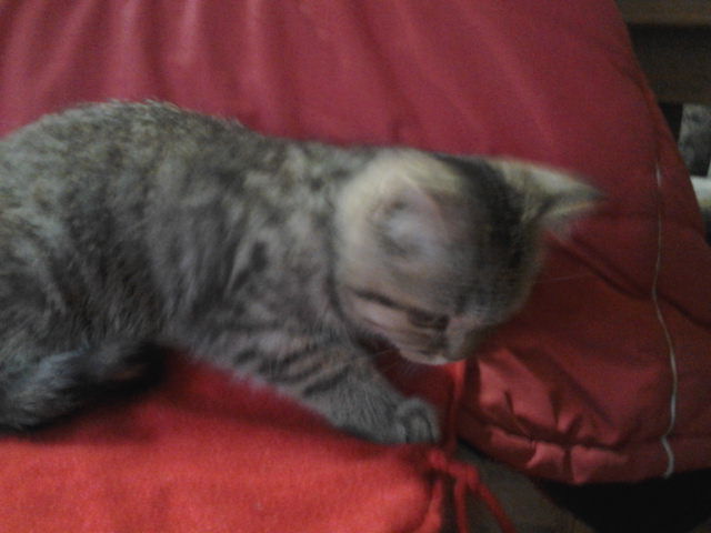 british Shorthair Zuzu