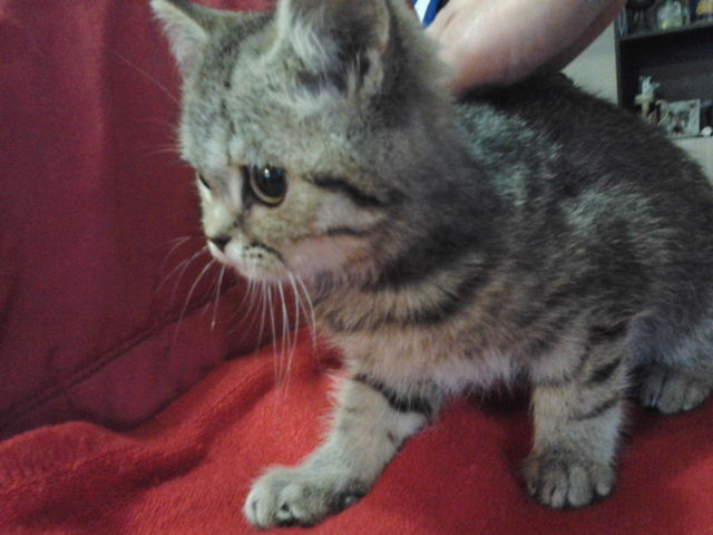 British Shorthair Zuzu