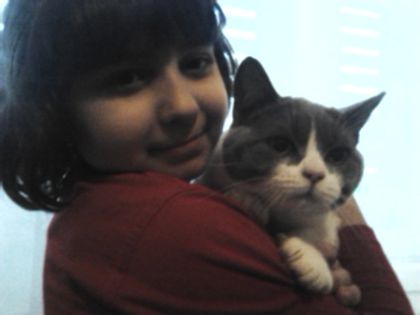 British Shorthair ORY