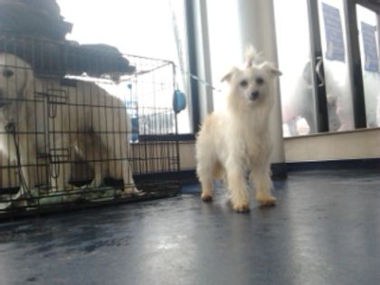 Golas Chinezesc Powder Puff; 2013 .1.19. XIU femela
