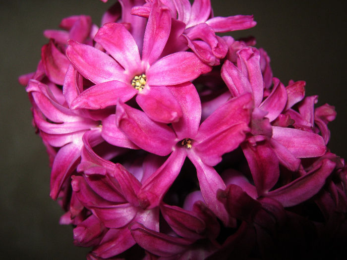 IMG_5943 - Florile mele 1