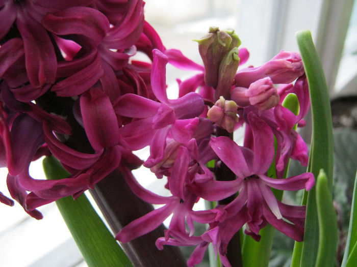IMG_5998 - Florile mele 1