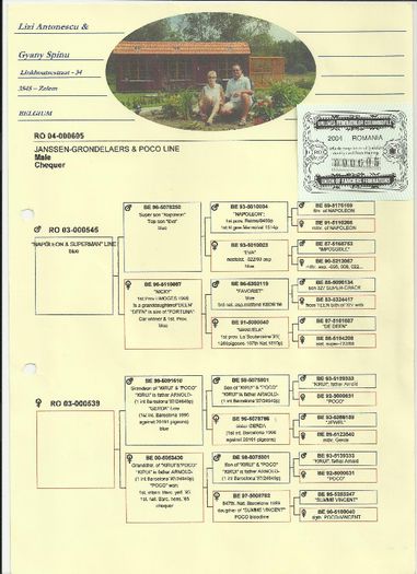 PEDIGREE 605 - PORUMBEI MATCA