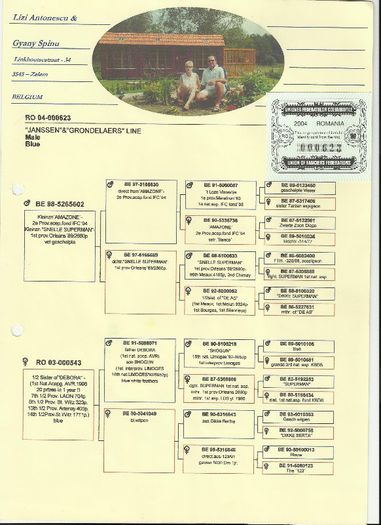 PEDIGREE 623 - PORUMBEI MATCA