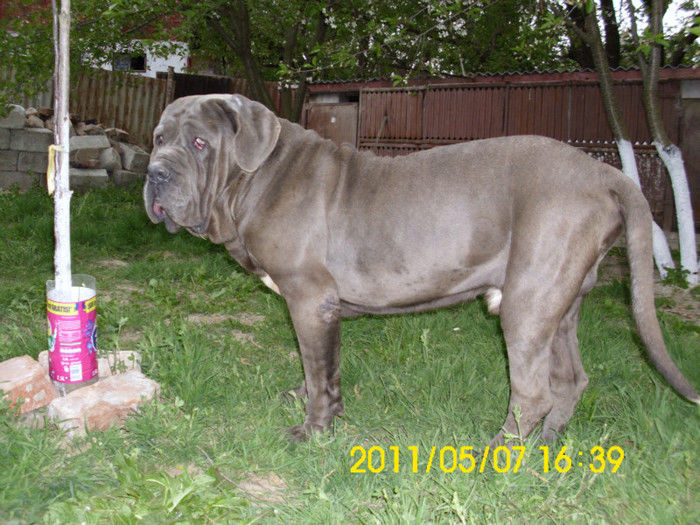 MASTINO NAPOLETANO-MASC - CE AM AVUT