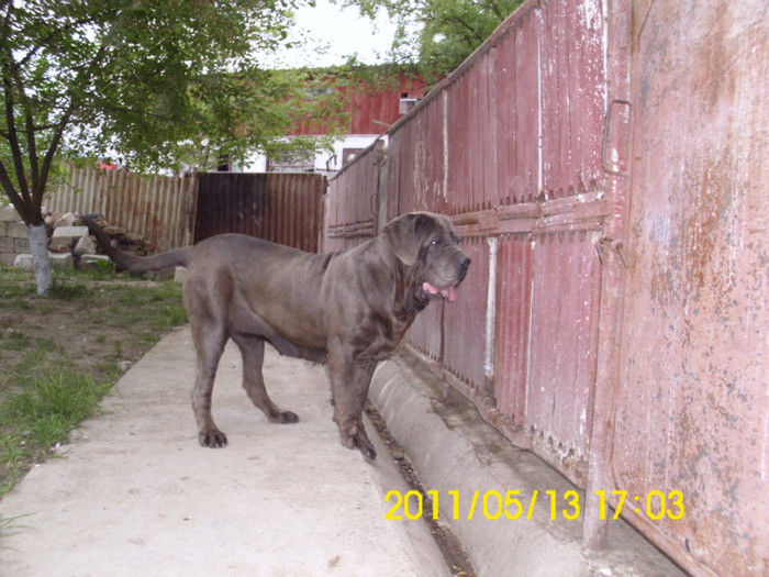 MASTINO NAPOLETANO-FEM