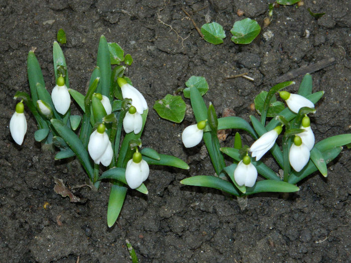 DSCN4987 februarie 16 - GHIOCEI 2012 2013