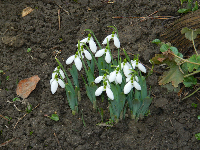 DSCN4988 - GHIOCEI 2012 2013