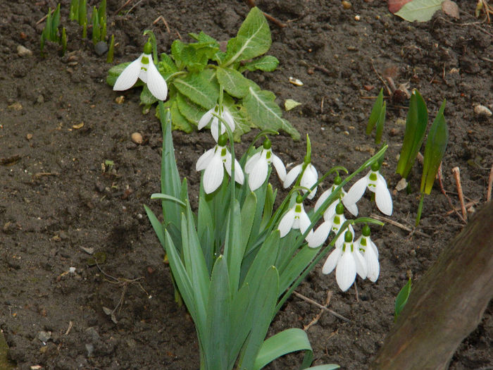 DSCN4993 - GHIOCEI 2012 2013