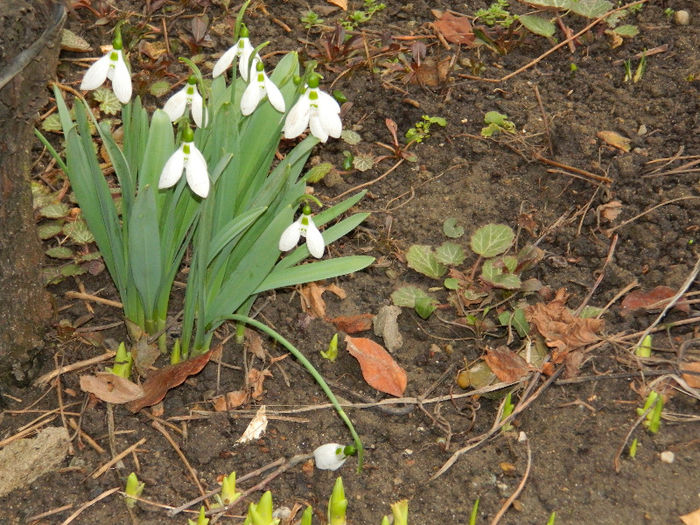 DSCN4994 - GHIOCEI 2012 2013