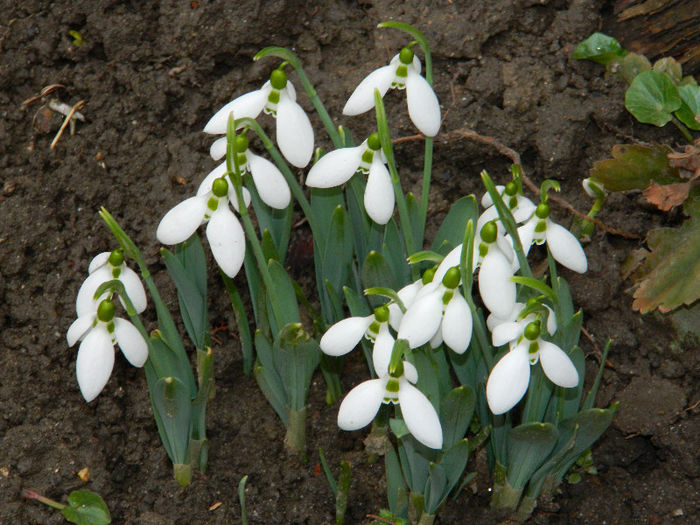 DSCN5003 - GHIOCEI 2012 2013