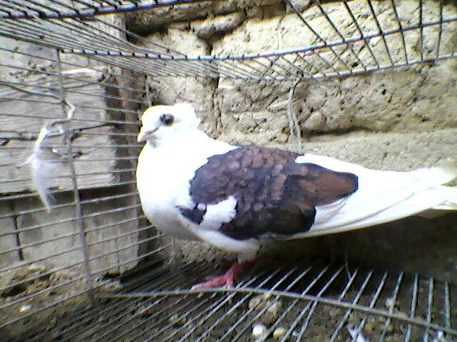 Ady91-0111