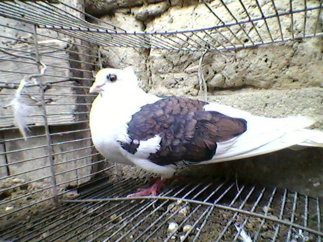 Ady91-0112