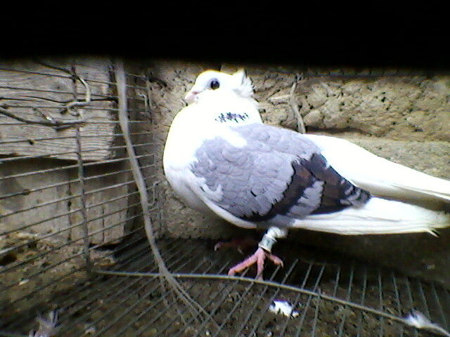 Ady91-0020