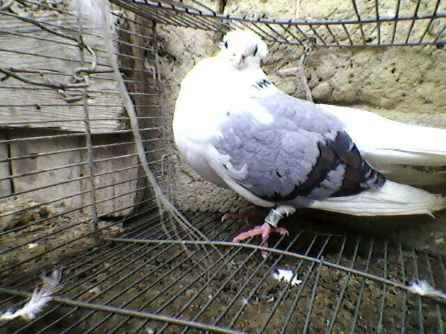 Ady91-0022