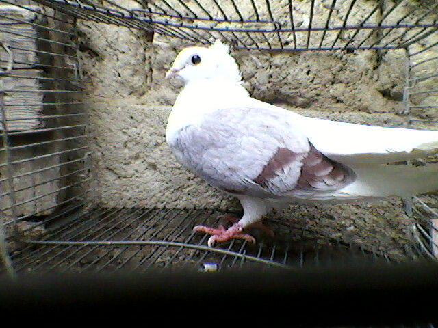 Ady91-0029