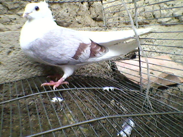Ady91-0030