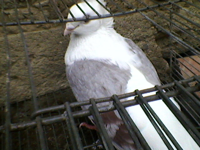 Ady91-0033