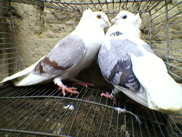 Ady91-0039