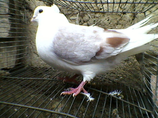 Ady91-0051