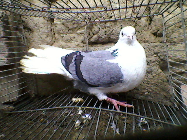 Ady91-0086