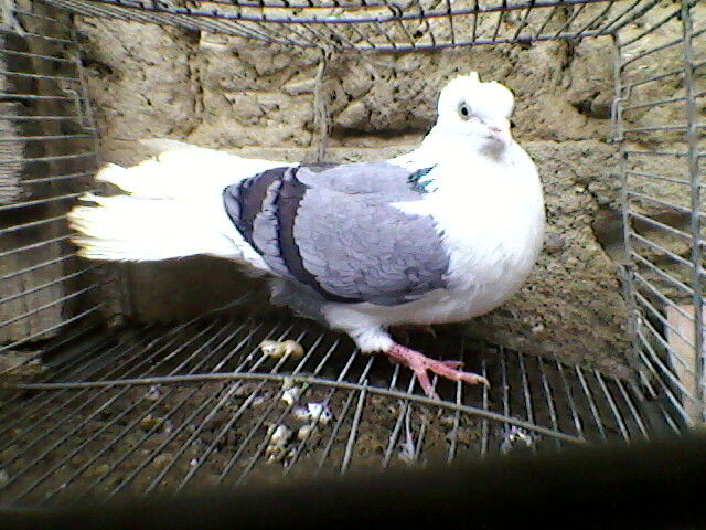 Ady91-0087