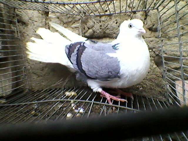 Ady91-0088