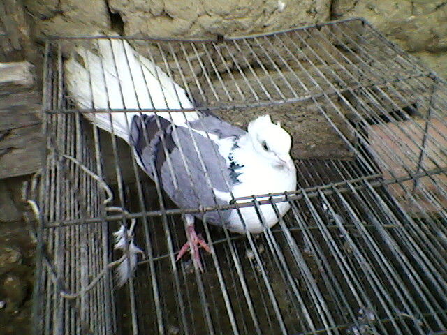 Ady91-0090