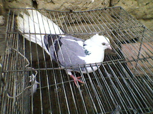 Ady91-0091