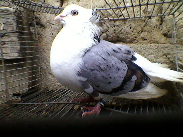Ady91-0095