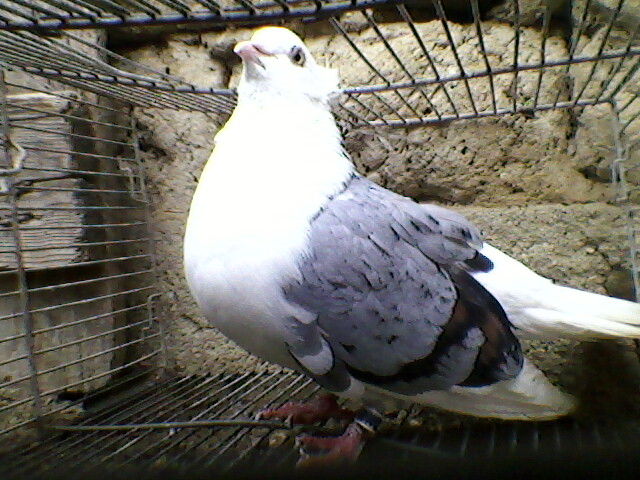 Ady91-0096
