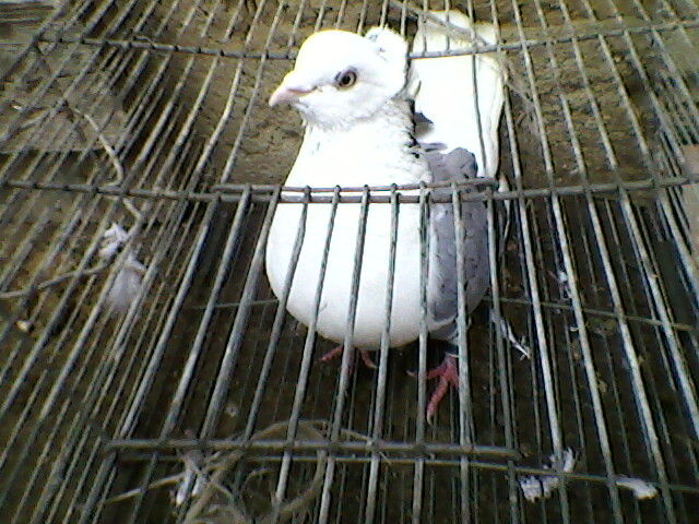 Ady91-0097