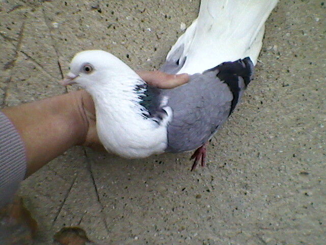 Ady91-0101