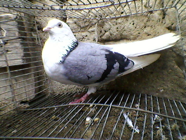 Ady91-0103