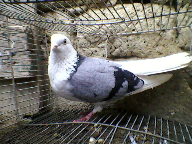 Ady91-0104
