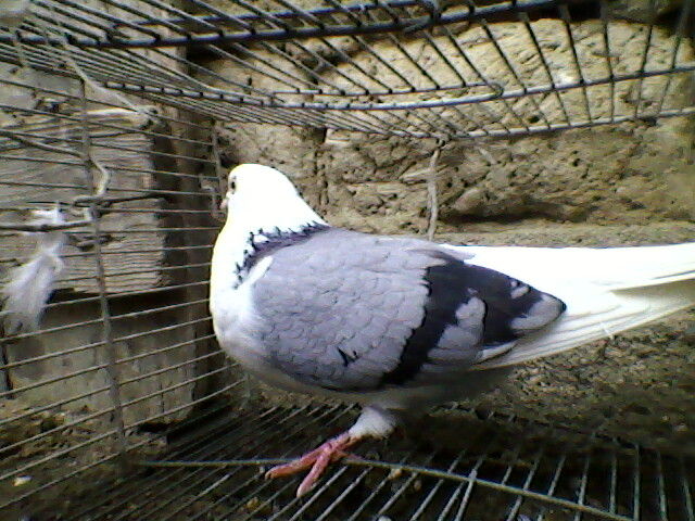 Ady91-0105
