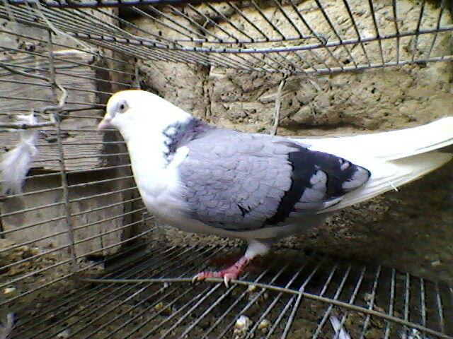 Ady91-0106