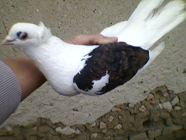Ady91-0108
