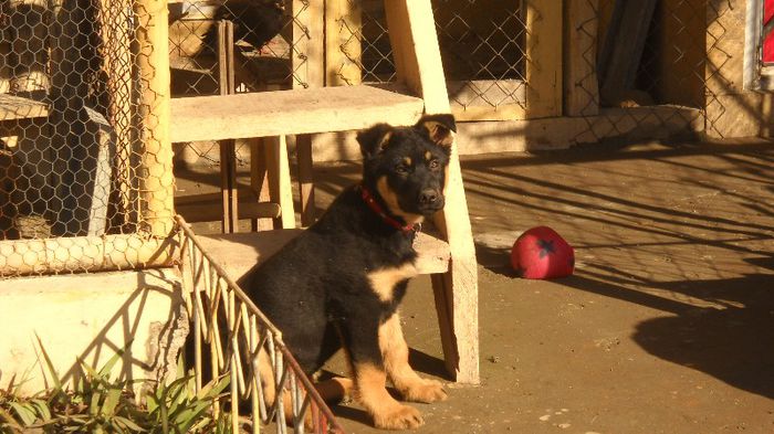 DSCN1539 - paza porumbeilor