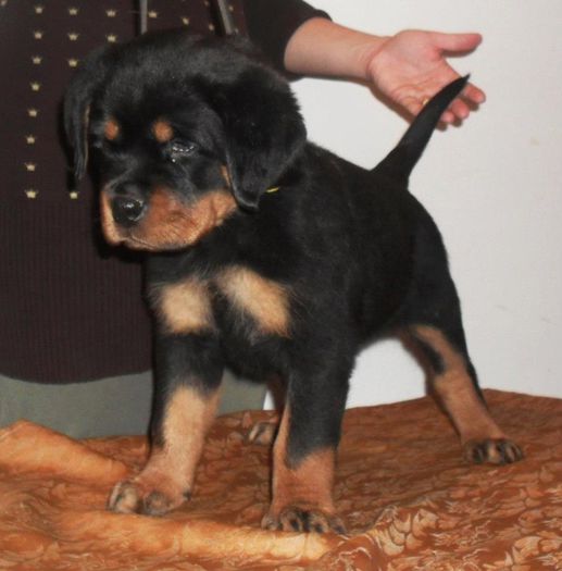 Luz Amira - 55 zile - Rottweiler - Amira