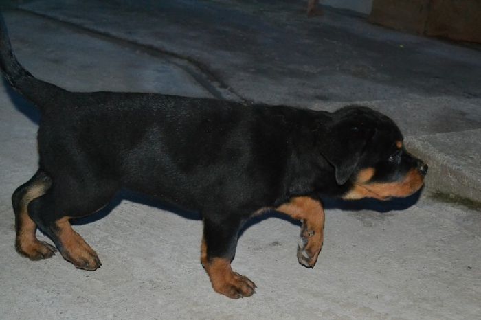 DSC_0008 - Rottweiler - Amira