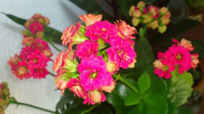 kalanchoe