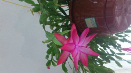 schulumbergera roz - Flori 2013