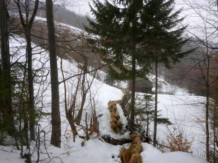 sir; sir oi turma card iarna
