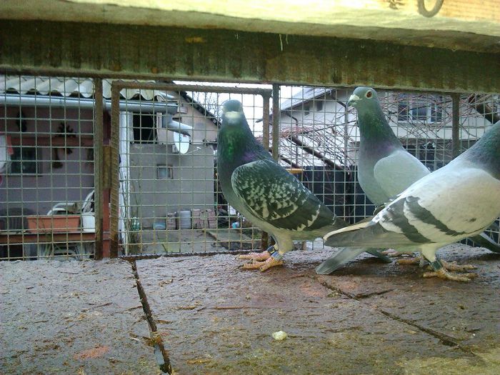 IMG_20130214_172151 - 2013