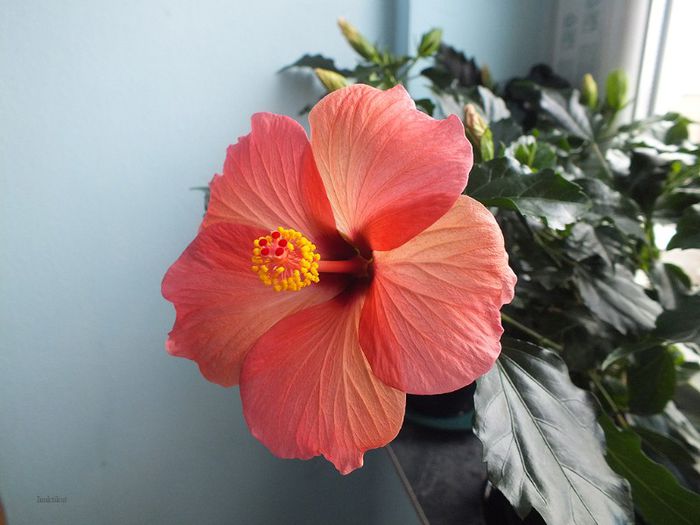 Hibiscus Cairo Red6 - Hibiscus 2013